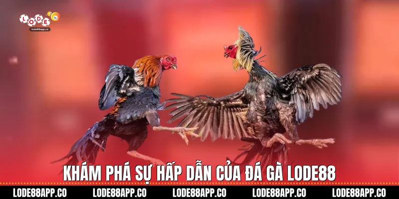 Khám phá sự hấp dẫn của đá gà Lode88